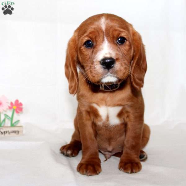 Freddy, Beaglier Puppy